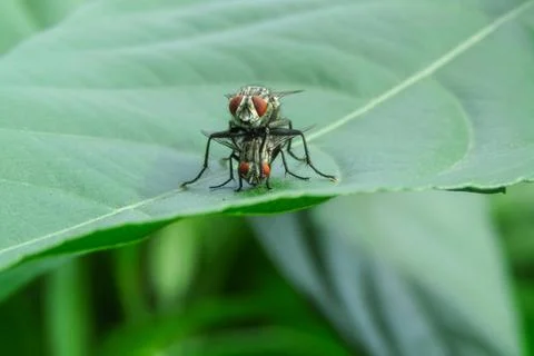 Fly Insect Mating on a green leaf in the garden. Macro photography of insect. Stock Photos