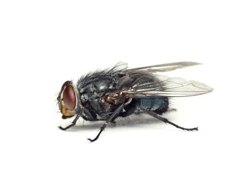 Fly insect Stock Photos