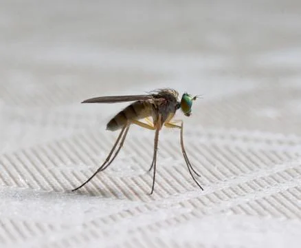 Fly insect Stock Photos