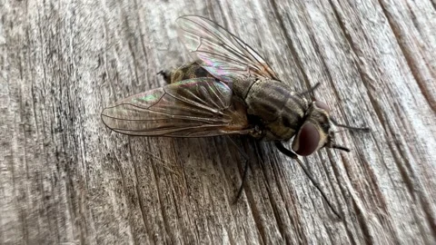 Fly insect poops Stock Footage 223598087
