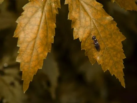 Fly insect presented upon designer yellowish leaf image, nature commercial ba Stock Photos
