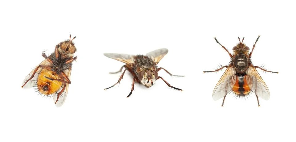Fly insect set on white Stock Photos