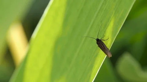 Fly Insect Sits On Leaf Stock Footage 76718193
