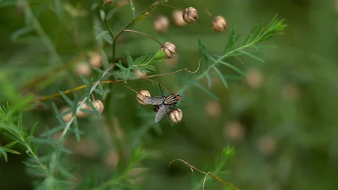 Fly insect sitting on foliage Stock Footage 97959443