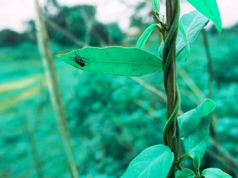 Fly insect sitting upon leaf plant presented on blur leaves natural environme Stock Photos