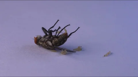 Fly insect spawn worm on white paper background 스톡 동영상 111488931