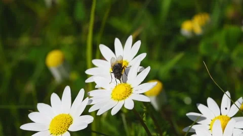 A fly insect sucking nectar from a daisy flower - slow motion Stock Footage 239382195