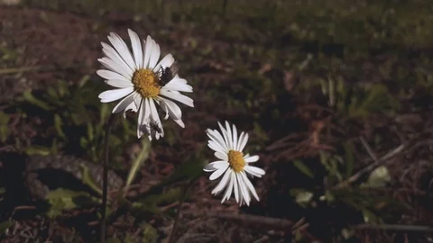 A fly insect that sucks the nectar of a daisy Stock Footage 121925856