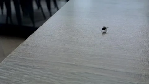 Fly insect on the table Stock Footage 308273009