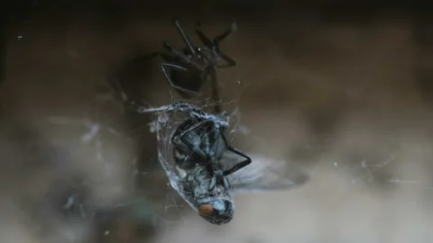 Fly insect trapped in an hungry spider web while hunt on wild ecosystem,animal Stock Footage 217411932