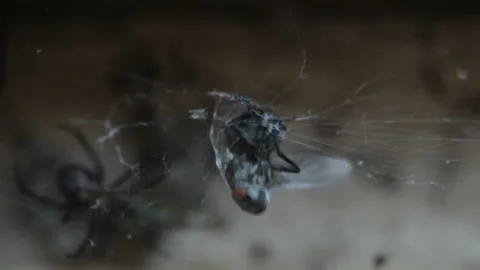 Fly insect trapped in a spider web while hunt on wild ecosystem,animal wildlife Stock Footage 212695093