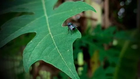 Fly insect on tree leaf in garden Stock Photos