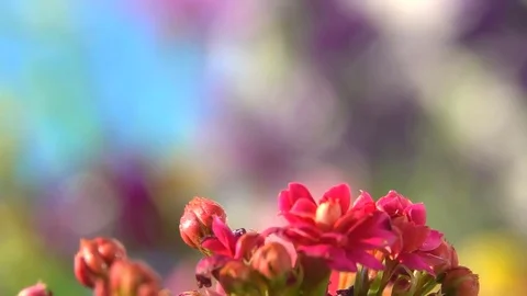 Fly insect velocity Stock Footage 82538507