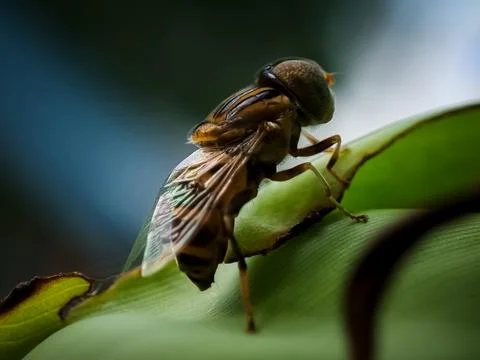 Fly insects on leaves Fotos Stock