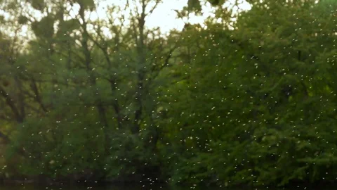 Fly insects mosquito in the forest Stock Footage 81188552