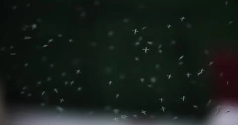 Fly insects mosquito swarm in the forest, slow motion Video stock 257949836