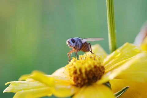 Fly insects Stock Photos