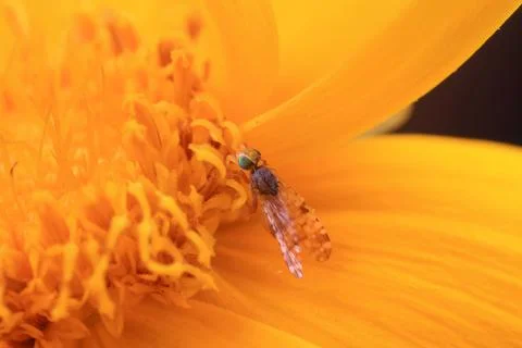 Fly insects Stock Photos
