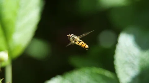Fly / insekt flying in slowmotion, hovering in mid air Stock Footage 81104861