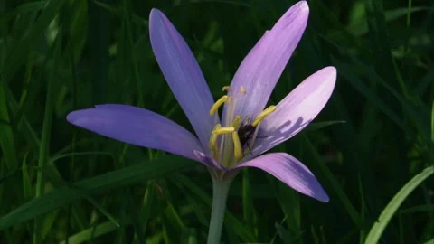 Fly inside autumn crocus blossom Stock Footage 311622703