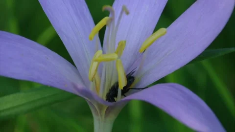 Fly inside autumn crocus blossom Stock Footage 311622705
