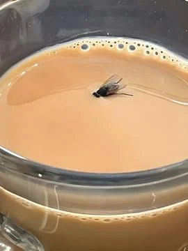 Fly Inside a Cup of Milk Tea Stock Photos