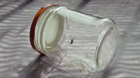 Fly inside jar cleaning itself Stock Footage 58141578