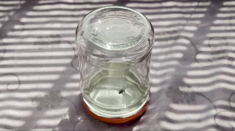 Fly inside jar running in circles Video stock 58143126