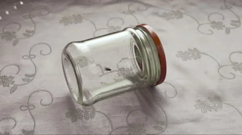 Fly inside jar running in circles Stock Footage 58170996