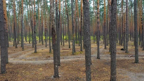 Fly inside pine wood with cloudy/ Up among trunks of trees, landscape Stock Footage 125248586