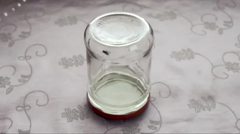 Fly inside upside down jar running in circles Video stock 58167283