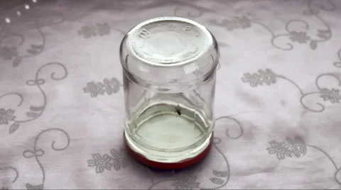 Fly inside upside down jar cleaning itself Video stock 58168688