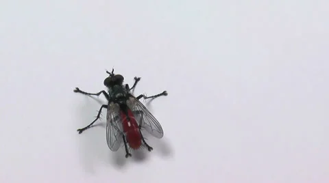 Fly isolated on white background Stock Footage 36677568
