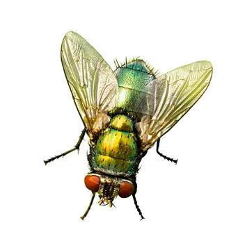 Fly isolated on a white background. Stock Photos