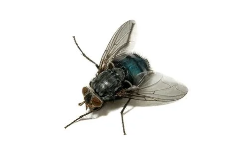 Fly isolated on a white background Stock Photos