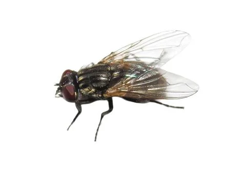 Fly isolated on white background Photos