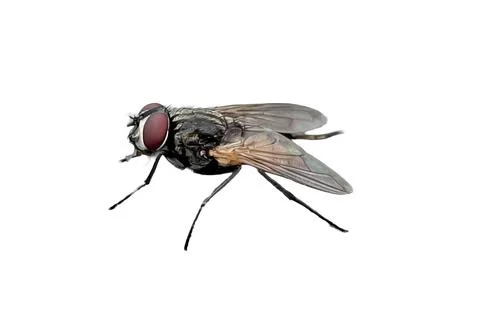 Fly isolated on white background Fotos de archivo