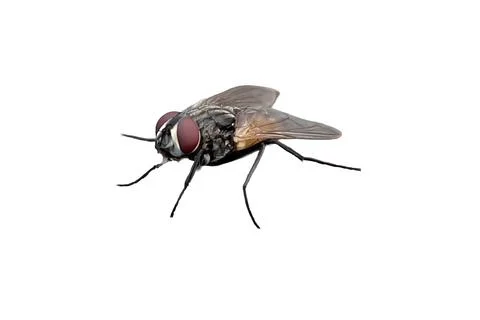 Fly isolated on white background Stock Photos