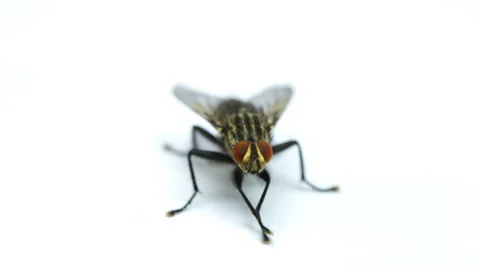 Fly isolated on white Stock Footage 41580287