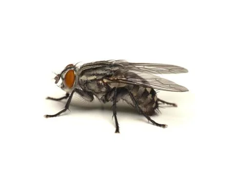 Fly isolated on white Stock Photos