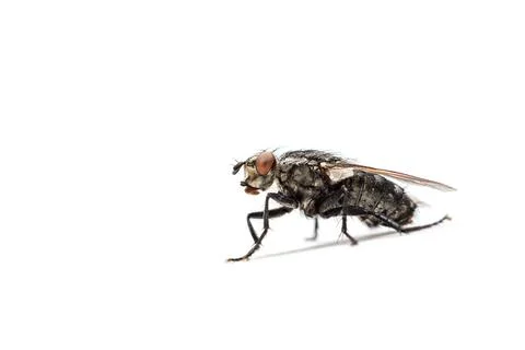 Fly isolated on a white Stock Photos