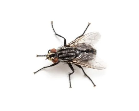 Fly isolated on a white Stock Photos