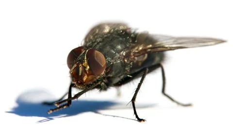 Fly isolatet on the white background Stock Photos