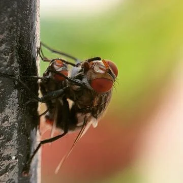Fly With It Prey Stock Photos