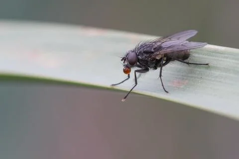 A fly with its bubble Stock Photos