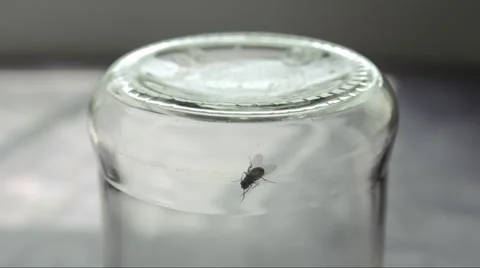Fly in jar cleaning itself Video stock 57776798