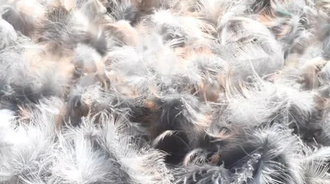 Fly jump in bird feathers Stock Footage 32505433