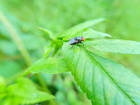 A fly landed on a green leaf. Foto stock