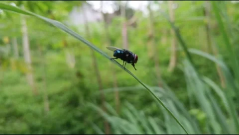 A fly landed on a leaf Stock Footage 327764963