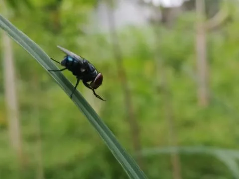 A fly landed on a leaf Stock Photos